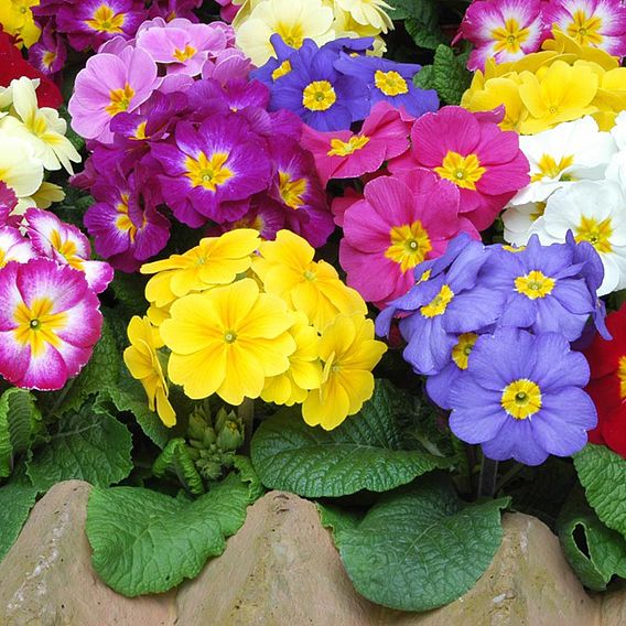 Polyanthus Plants - Crescendo Mix