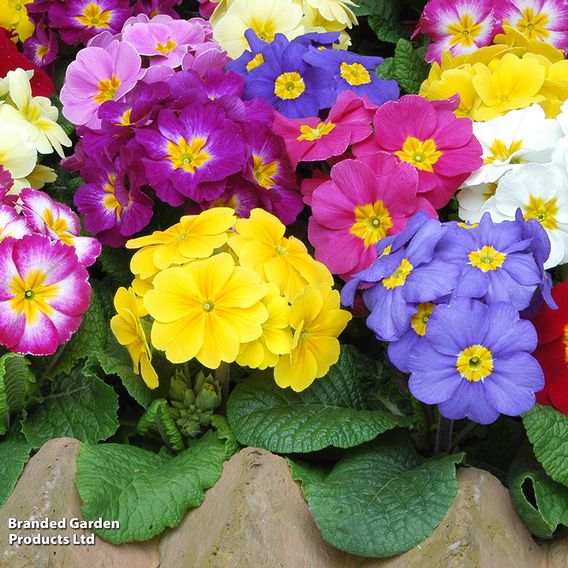 Polyanthus eliator 'Crescendo® Mixed' F1 Hybrid