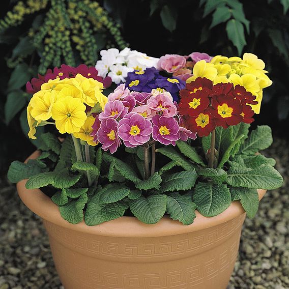 Polyanthus Plants - Crescendo Mix