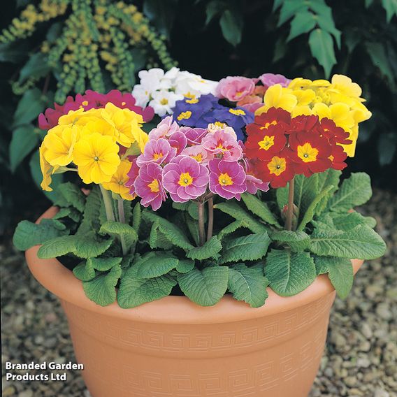 Polyanthus eliator 'Crescendo® Mixed' F1 Hybrid