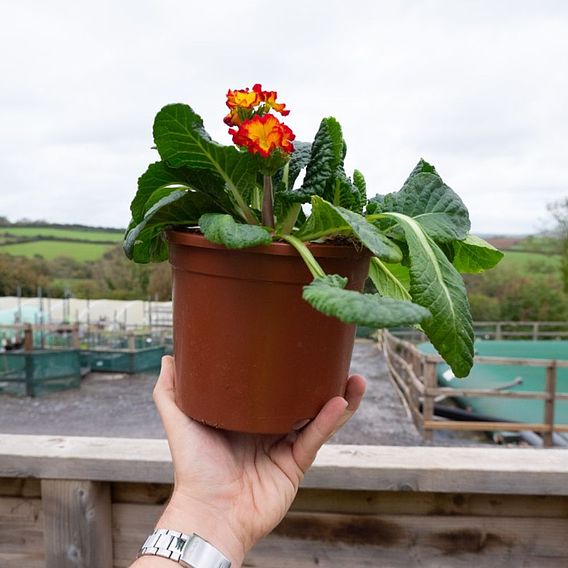 Polyanthus 'Firecracker'