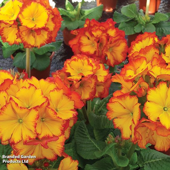 Polyanthus 'Firecracker'