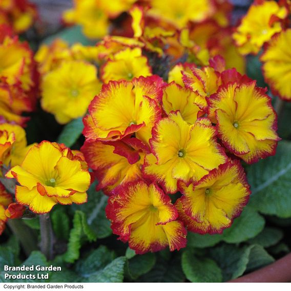 Polyanthus 'Firecracker'