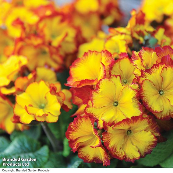 Polyanthus 'Firecracker'