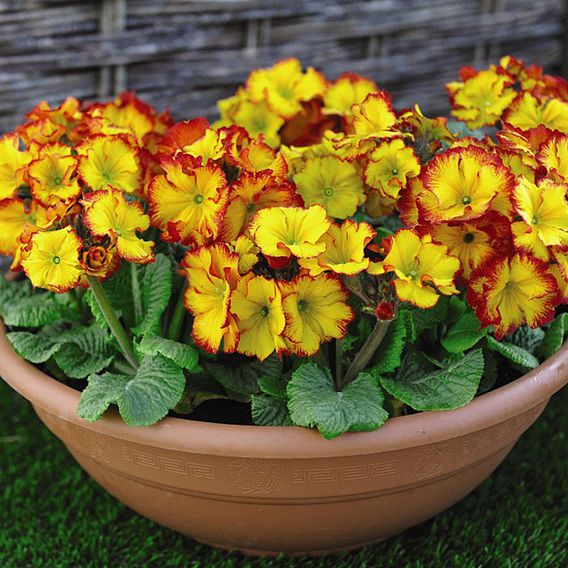 Polyanthus 'Firecracker'