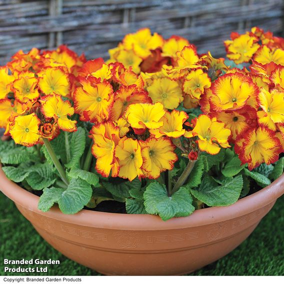 Polyanthus 'Firecracker'
