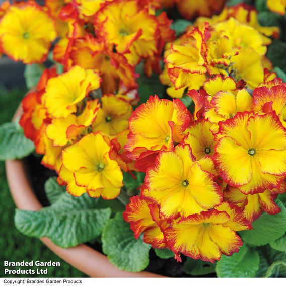 Polyanthus 'Firecracker'