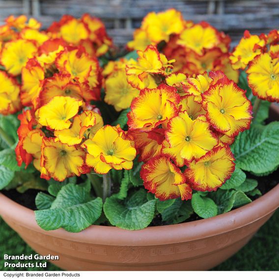 Polyanthus 'Firecracker'