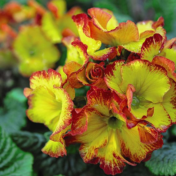 Polyanthus 'Firecracker'