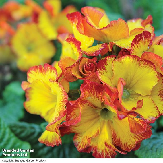 Polyanthus 'Firecracker'