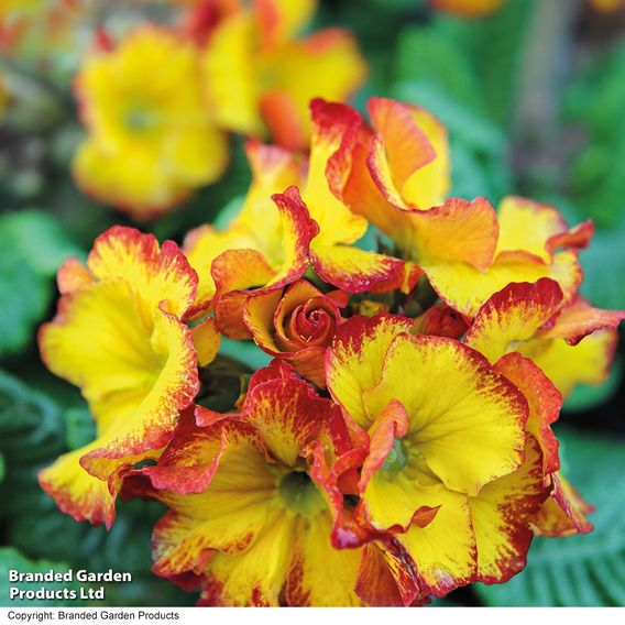 Polyanthus 'Firecracker'