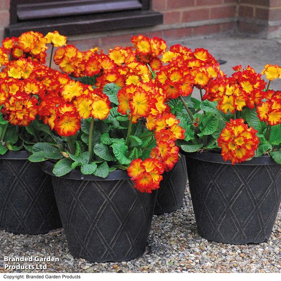 Polyanthus 'Firecracker'