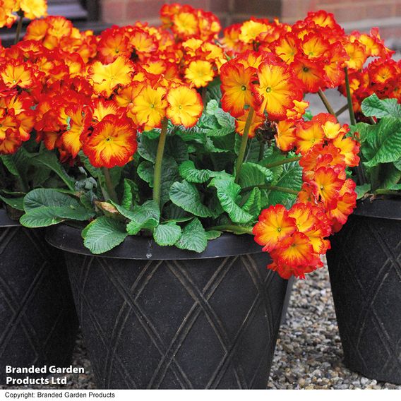 Polyanthus 'Firecracker'