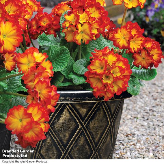 Polyanthus 'Firecracker'