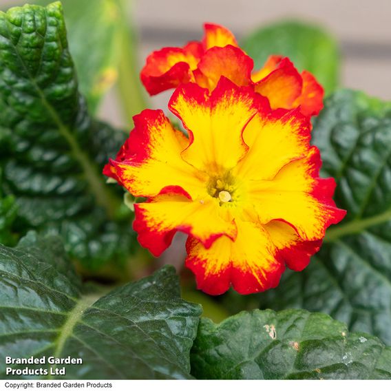 Polyanthus 'Firecracker'