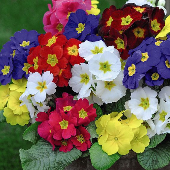 Polyanthus Plants - Most Scented