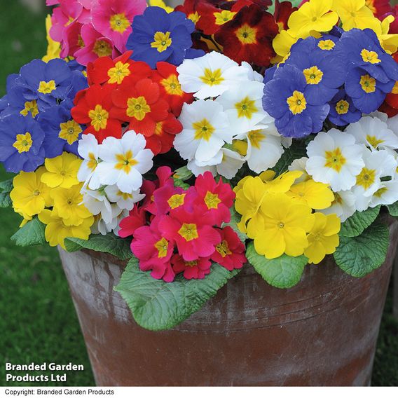 Polyanthus 'Most Scented Mix'