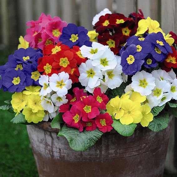 Polyanthus Plants - Most Scented