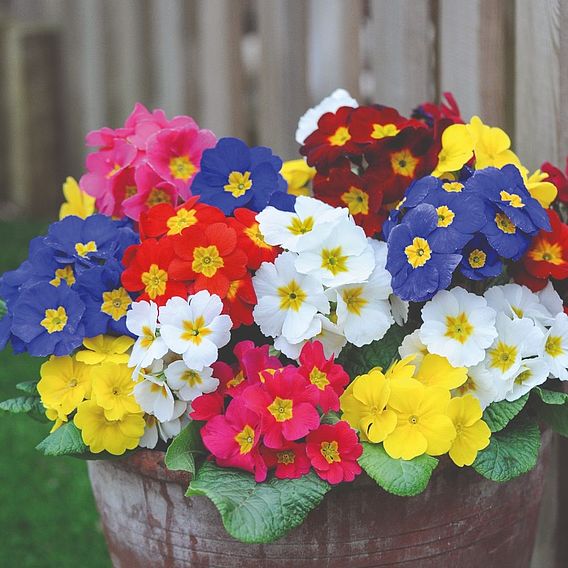 Polyanthus 'Most Scented Mix'