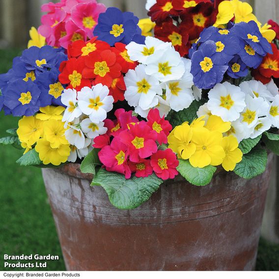 Polyanthus 'Most Scented Mix'