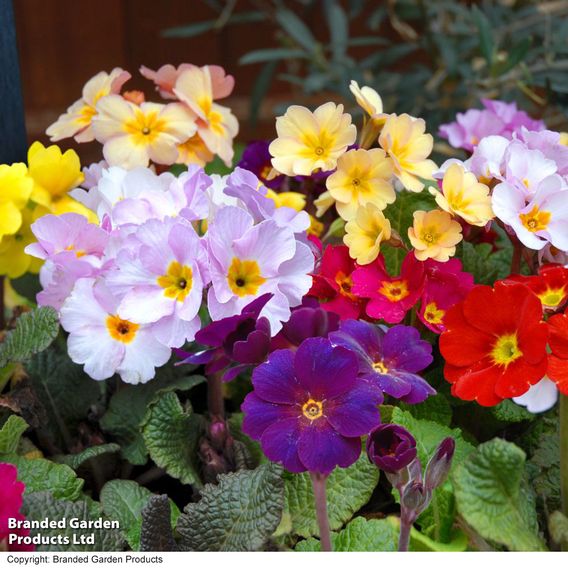 Polyanthus 'Most Scented Mix'