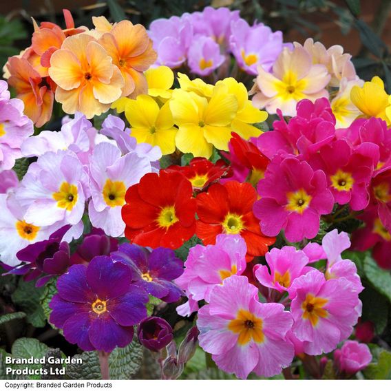 Polyanthus 'Most Scented Mix'