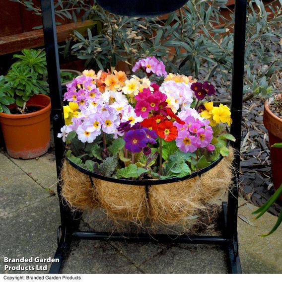 Polyanthus 'Most Scented Mix'