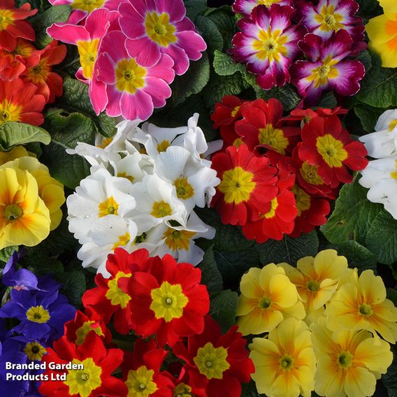 Polyanthus 'Most Scented Mix'