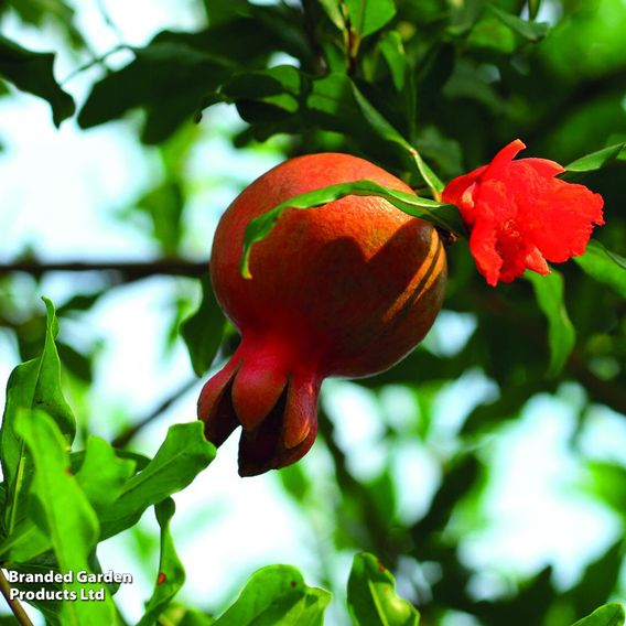 Punica granatum (Pomegranate)