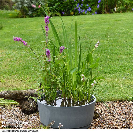 Fragrant Pond Kit