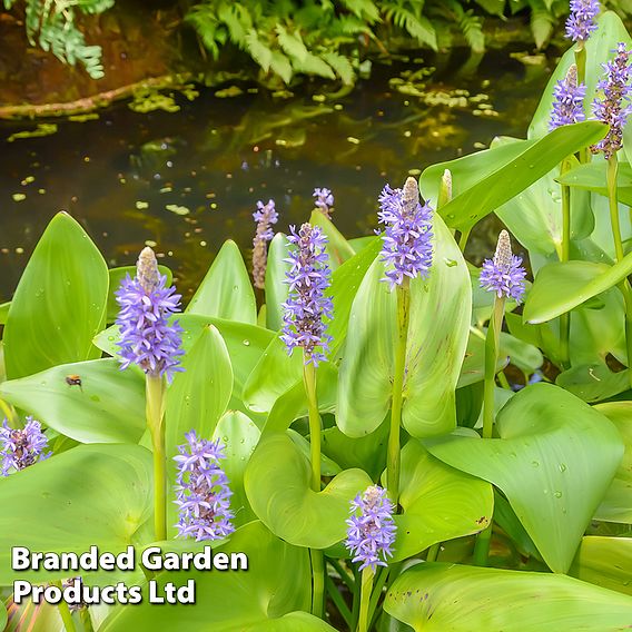 Patio Pond Plant Basket