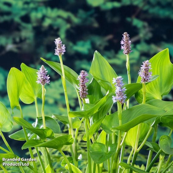 Pontederia cordata 'Pink Pons' (Marginal Aquatic)