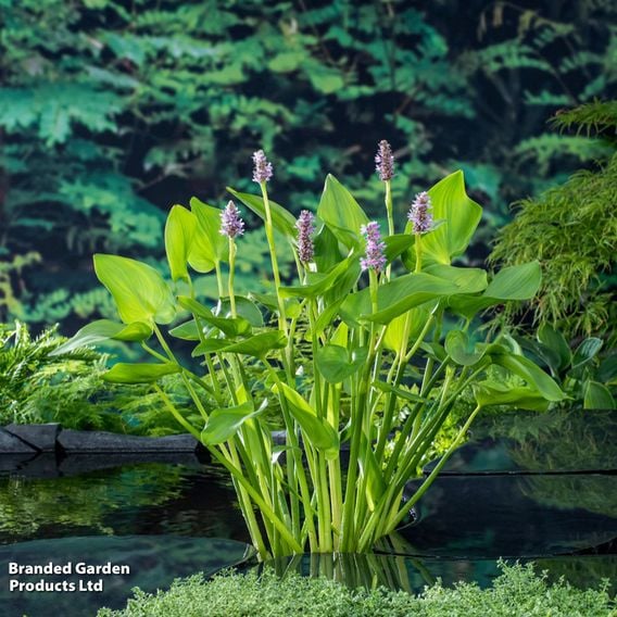 Pontederia cordata 'Pink Pons' (Marginal Aquatic)