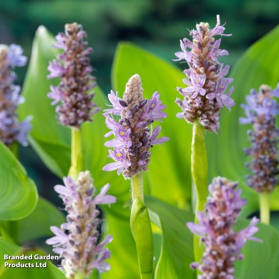 Pontederia cordata 'Pink Pons' (Marginal Aquatic)