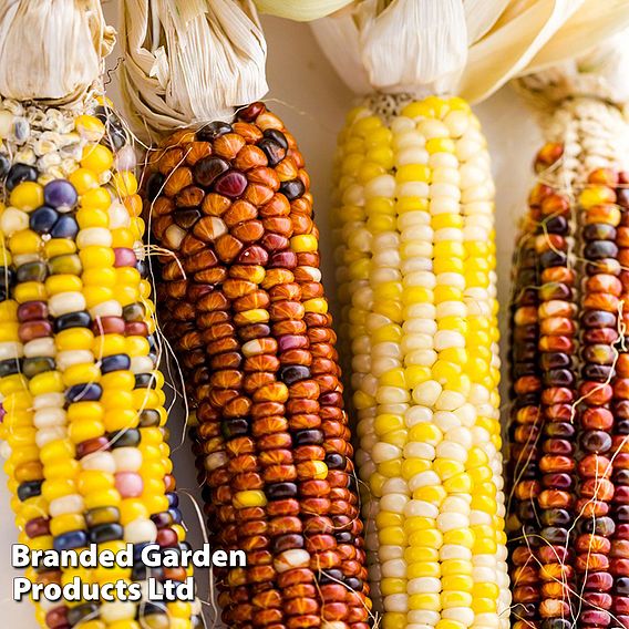 Sweetcorn (Popcorn) 'Fiesta' - Seeds