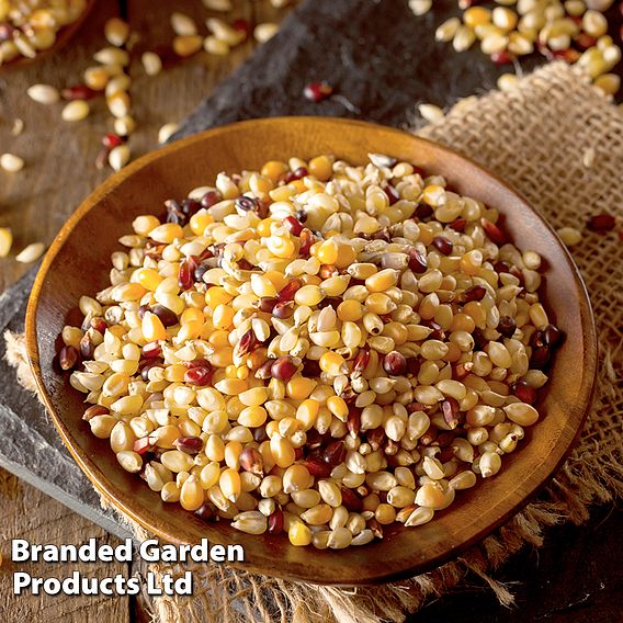 Sweetcorn (Popcorn) 'Fiesta' - Seeds