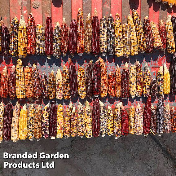 Sweetcorn (Popcorn) 'Fiesta' - Seeds