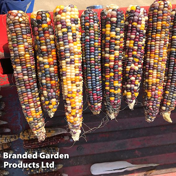 Sweetcorn (Popcorn) 'Fiesta' - Seeds