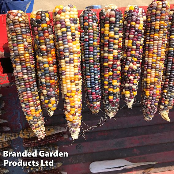 Sweetcorn (Popcorn) Seeds - Fiesta