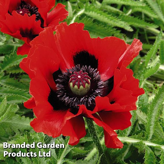 Poppy Oriental Collection