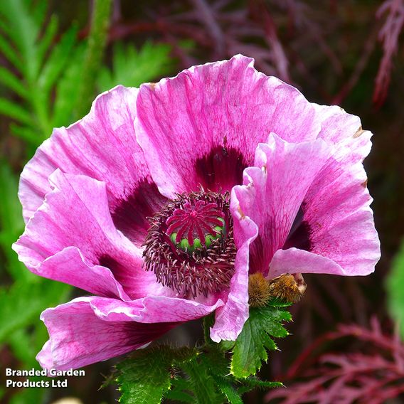 Poppy 'Victoria Louise'
