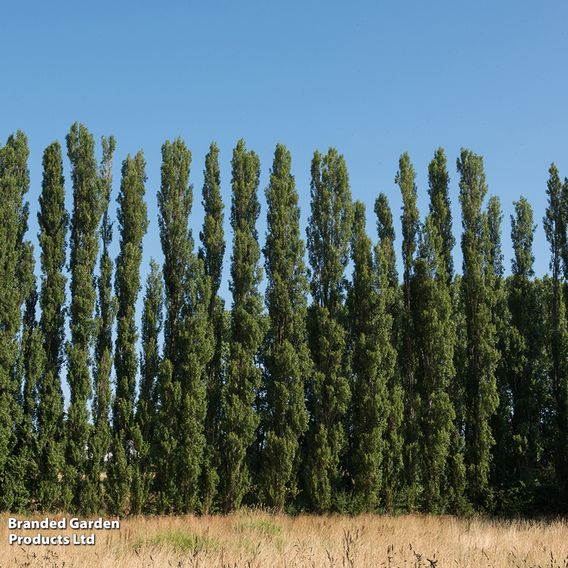 Lombardy Poplar (Hedging)