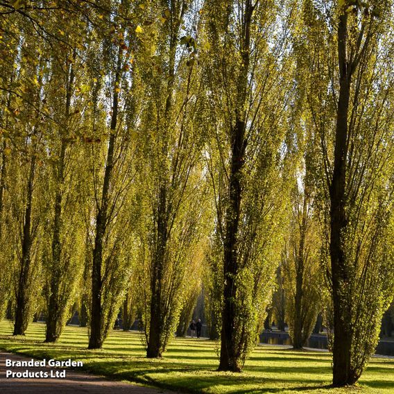 Lombardy Poplar (Hedging)