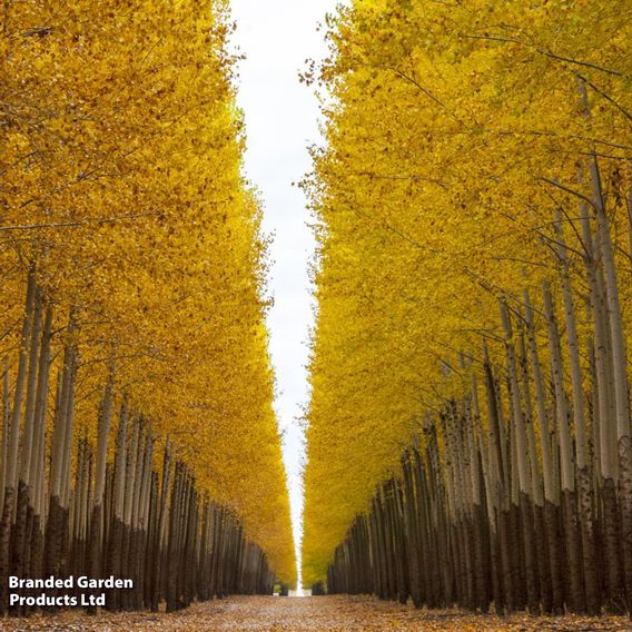 Lombardy Poplar (Hedging)