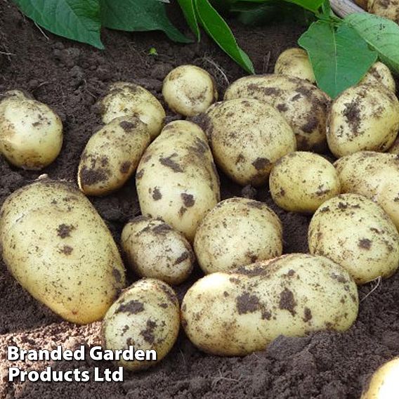 Seed Potatoes - Charlotte
