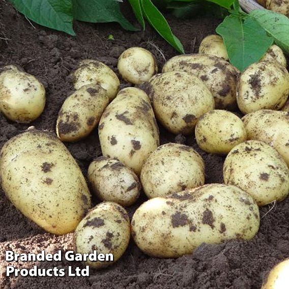 Potato 'Charlotte'