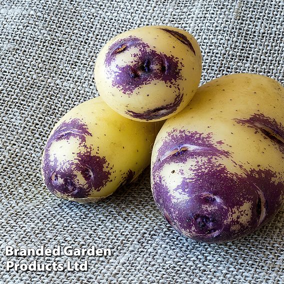 Potato 'Blue Belle'