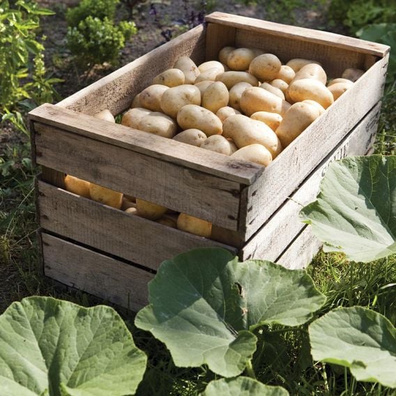 Potato 'Charlotte' (Second Cropping) Growing Kit