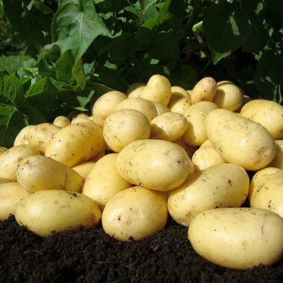 Potato 'Charlotte' (Second Cropping) Growing Kit