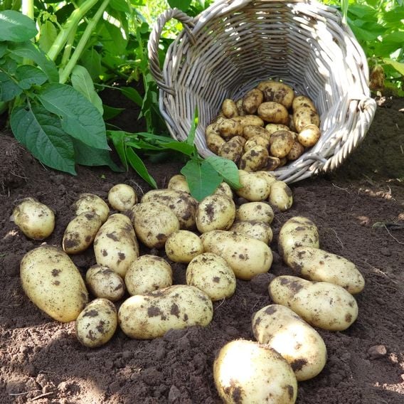 Potato 'Charlotte' (Second Cropping) Growing Kit